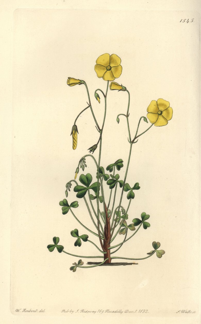 Gelber Sauerklee, Oxalis micrantha von Sydenham Teast Edwards