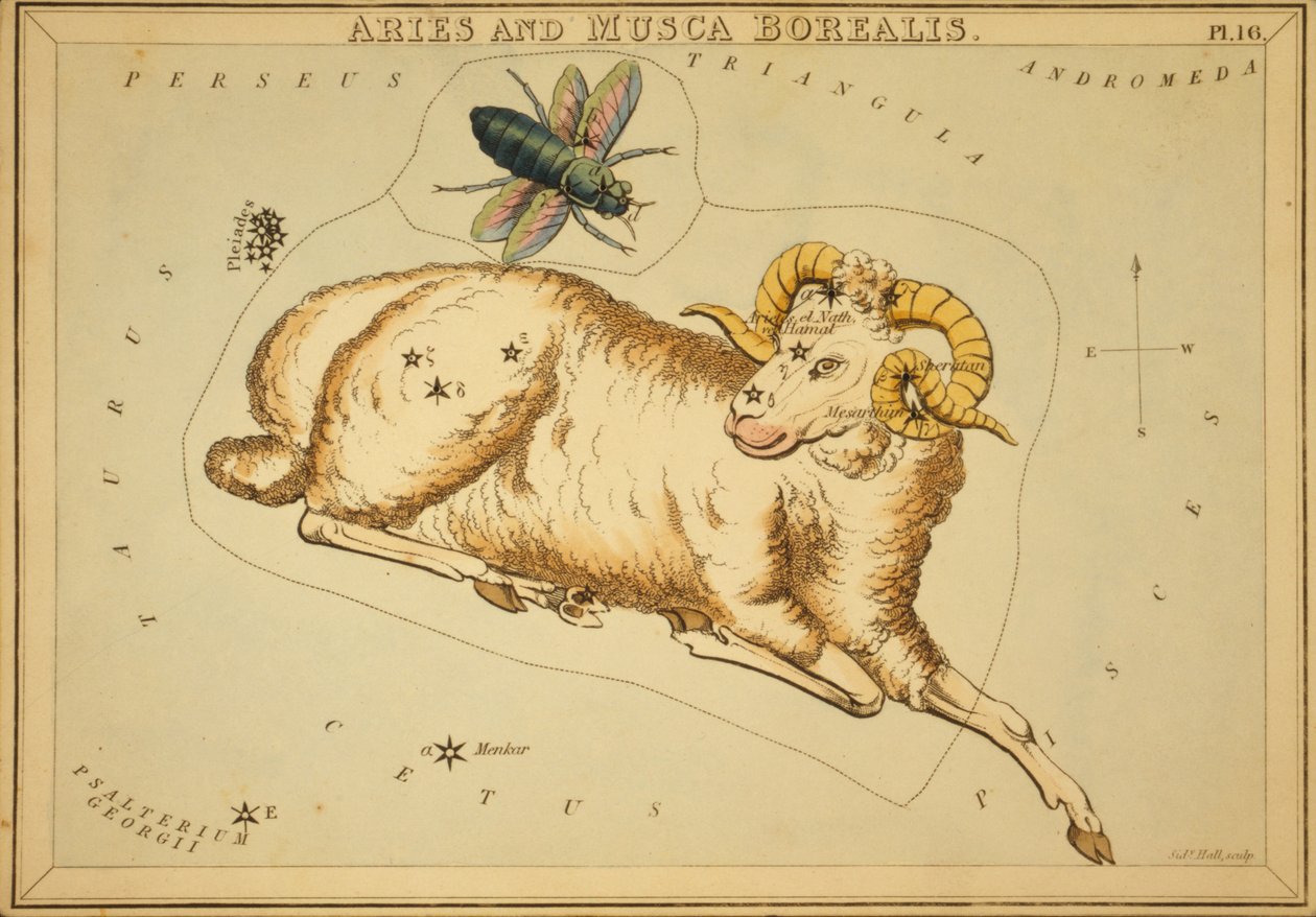 Widder und Musca Borealis, Illustration aus 