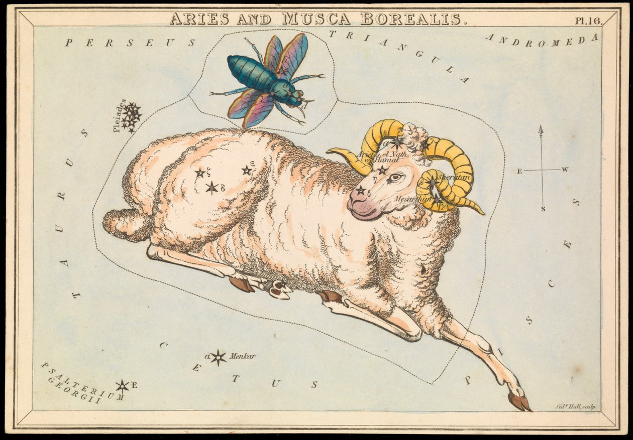 Widder und nördliche Fliege, ca. 1825 von Sydney Hall