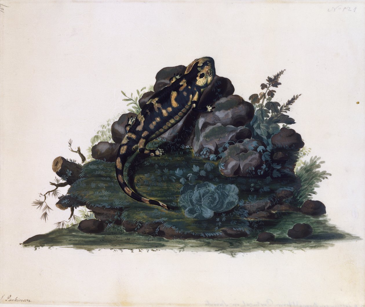 Salamander, Aquarell von Sidney Parkinson von Sydney Parkinson