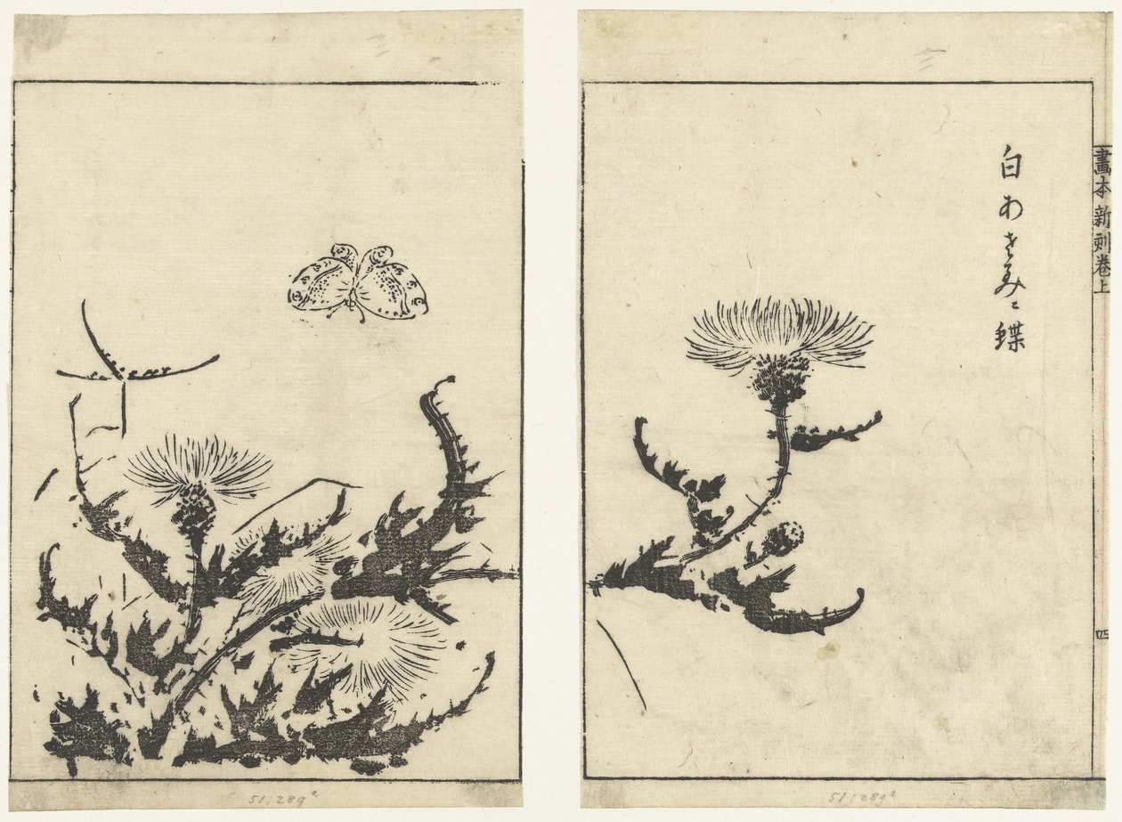 Disteln und Schmetterling von Tachibana Morikuni (attributed to)