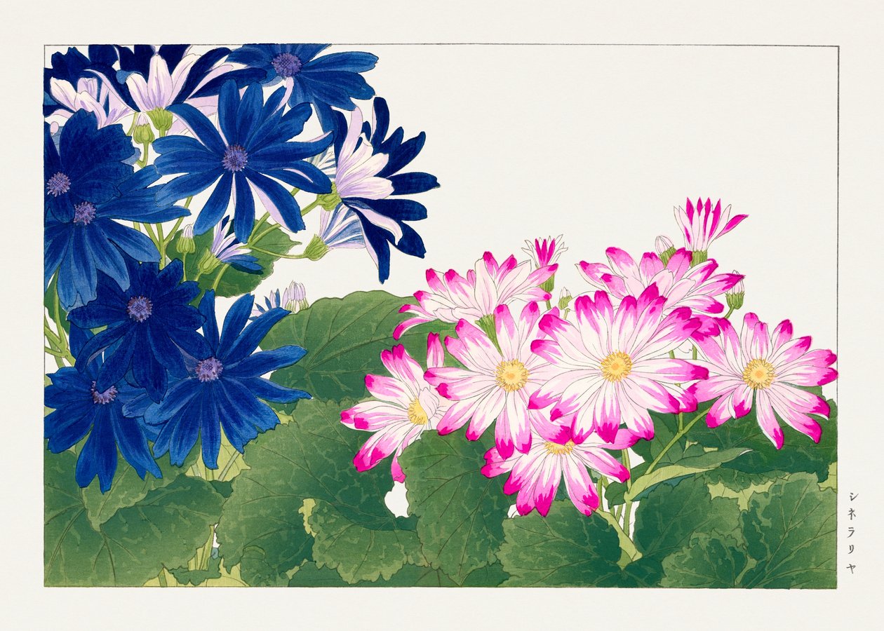 Vintage Cineraria-Blume aus "Seiyou Sokazufu" von Tanigami Konan