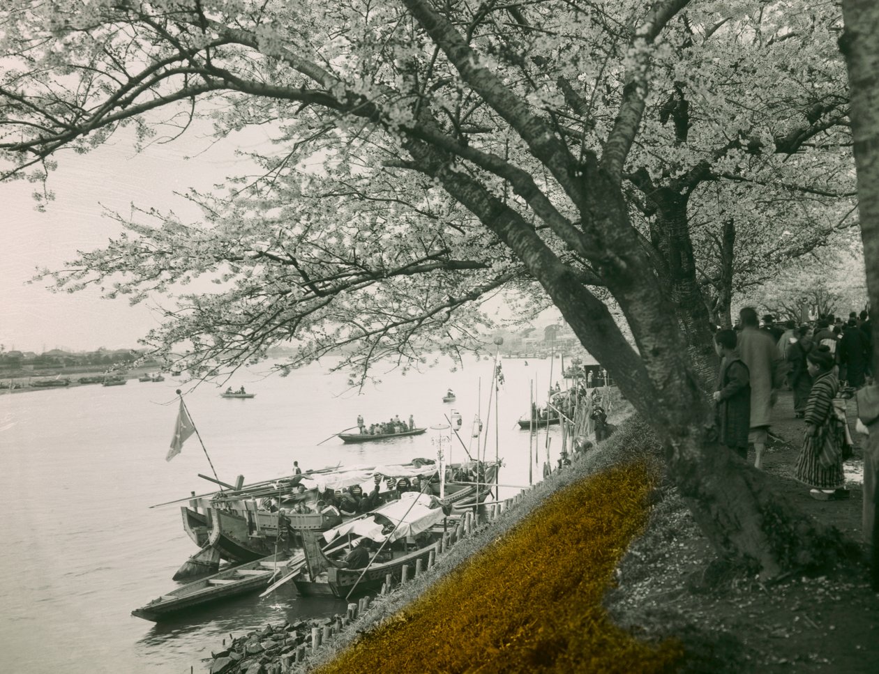 Blühender Kirschbaum am Teich im Mukojima Hyakkaen, um 1900 - 1915 von Teijiro Takagi