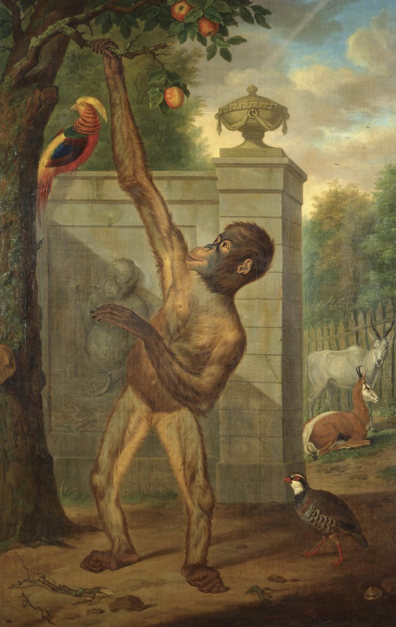 Orang-Utan aus dem Zoo von Statthalter Wilhelm V., der einen Apfel pflückt von Tethart Philipp Christian Haag