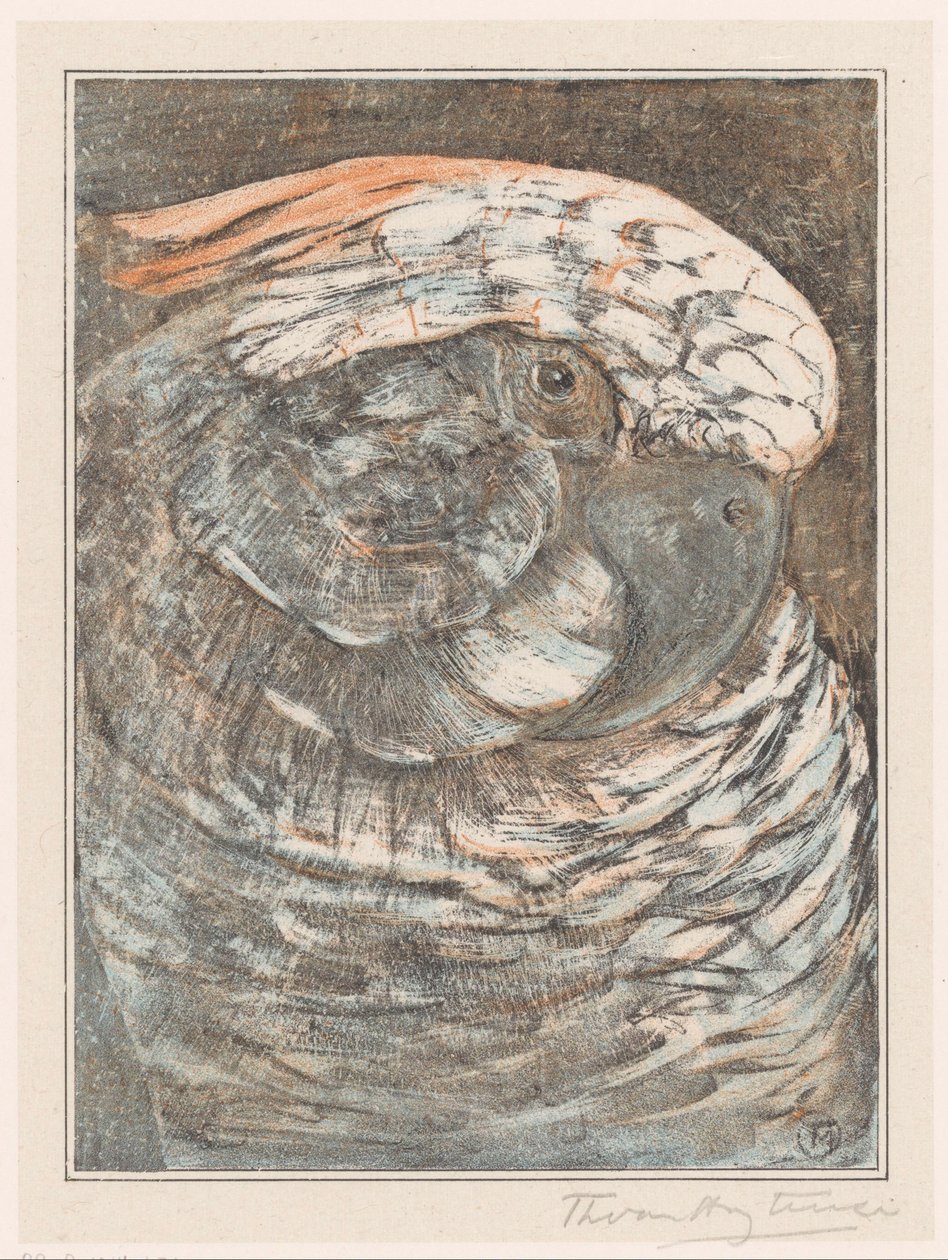 Kopf eines Papageis von Theo van Hoytema (signed by artist)