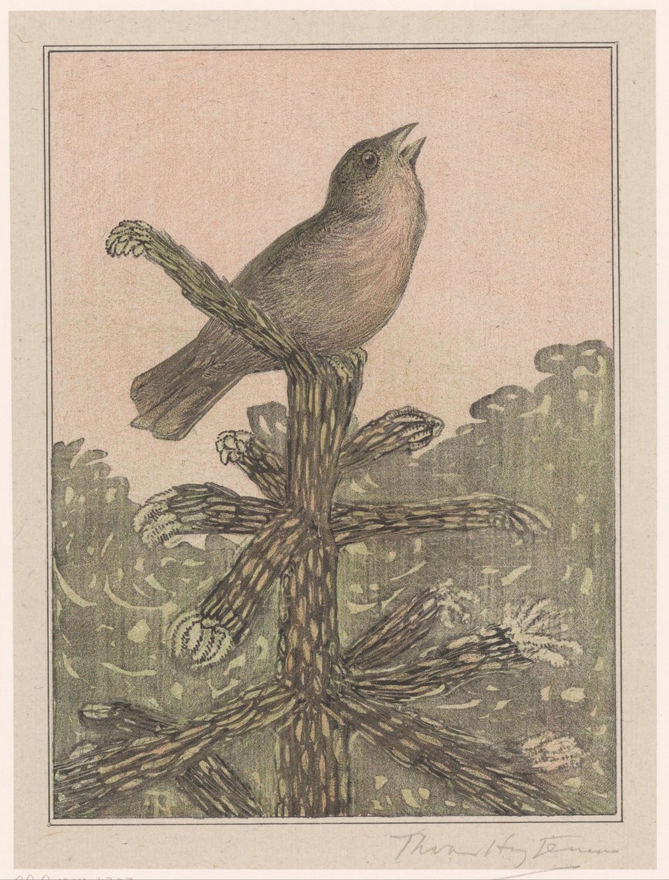 Singender Vogel auf Nadelbaum von Theo van Hoytema (signed by artist)