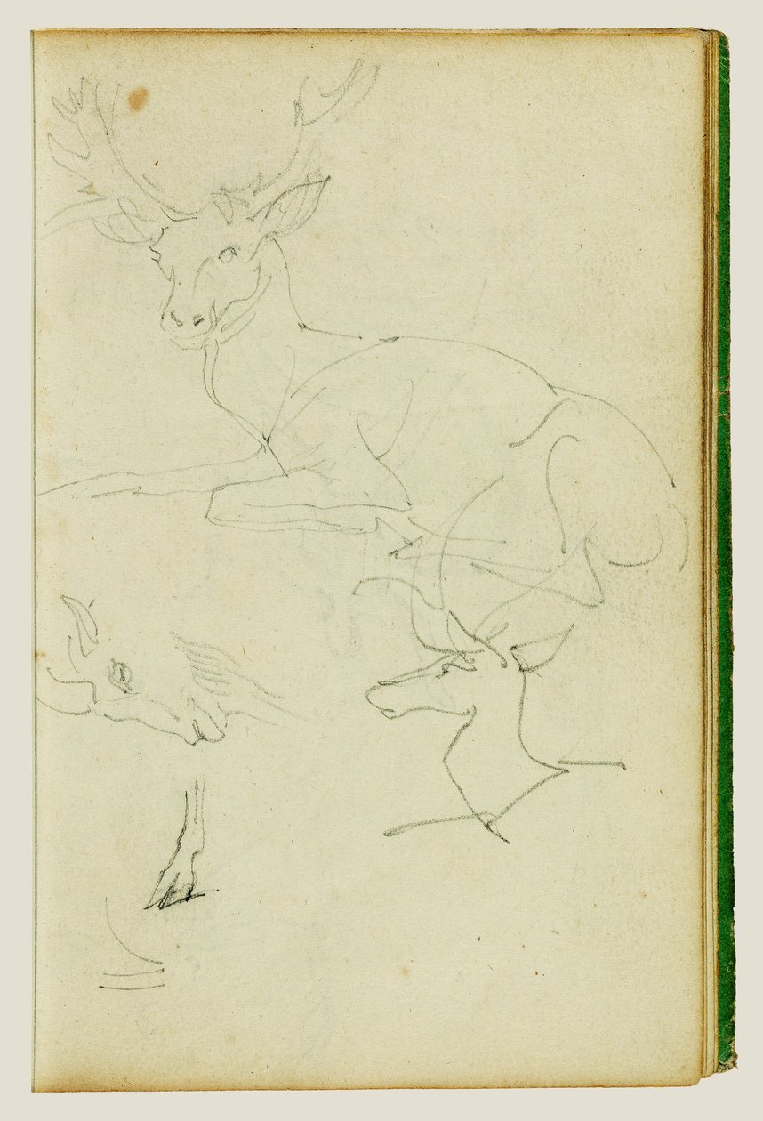 Studien eines sitzenden Hirsches, eines Rehkitzes, eines Ziegenkopfes von Theodore Gericault
