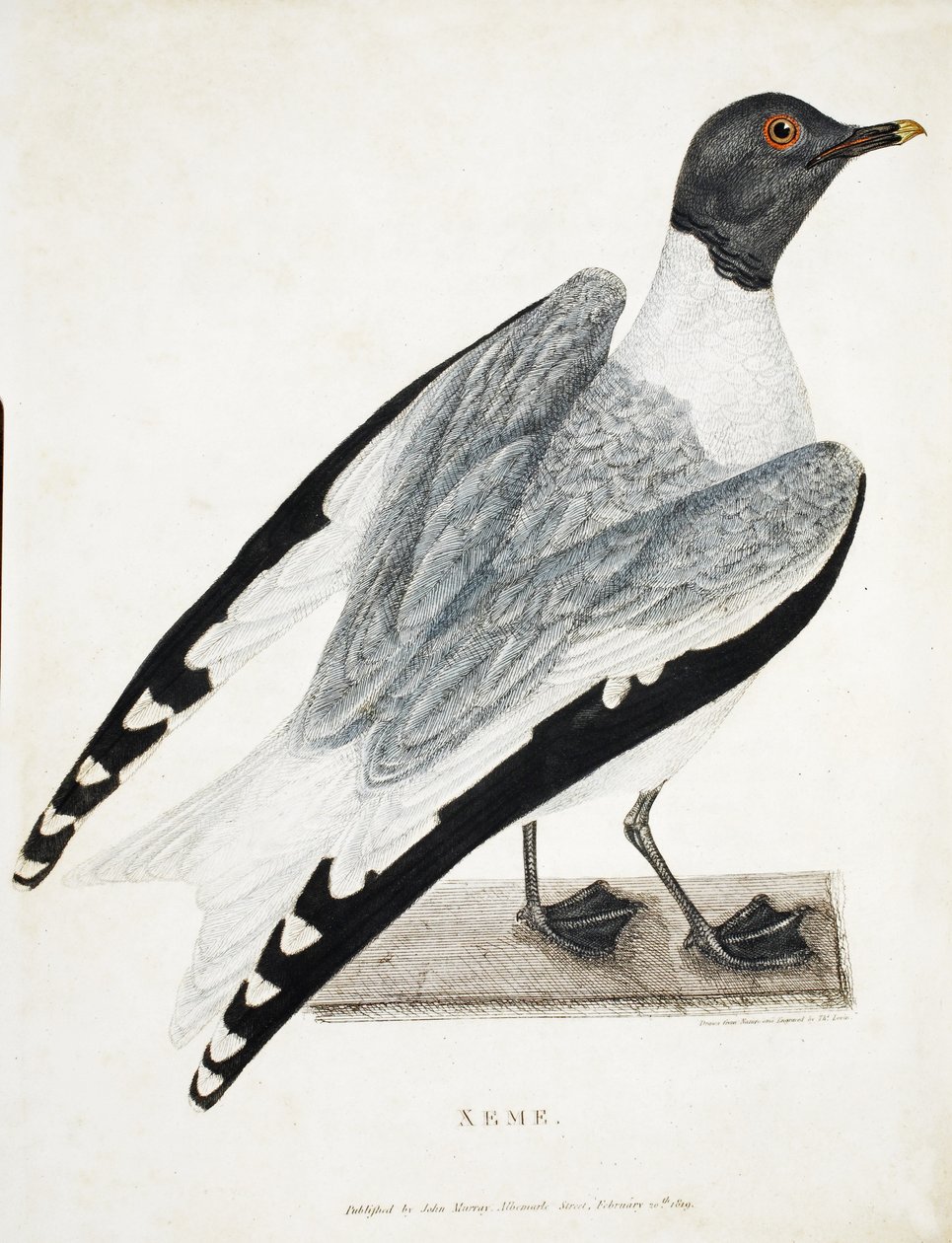 Xeme, Illustration aus A Voyage of discovery..., 1819 von Thomas Lewin