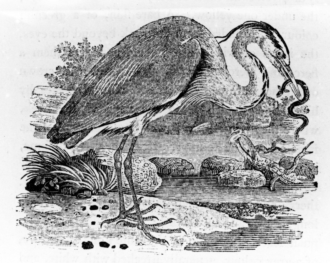Reiher, Illustration aus 