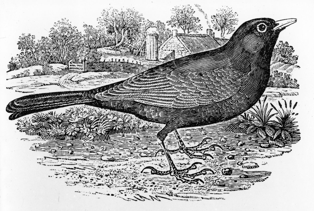 Die Amsel, Illustration aus 