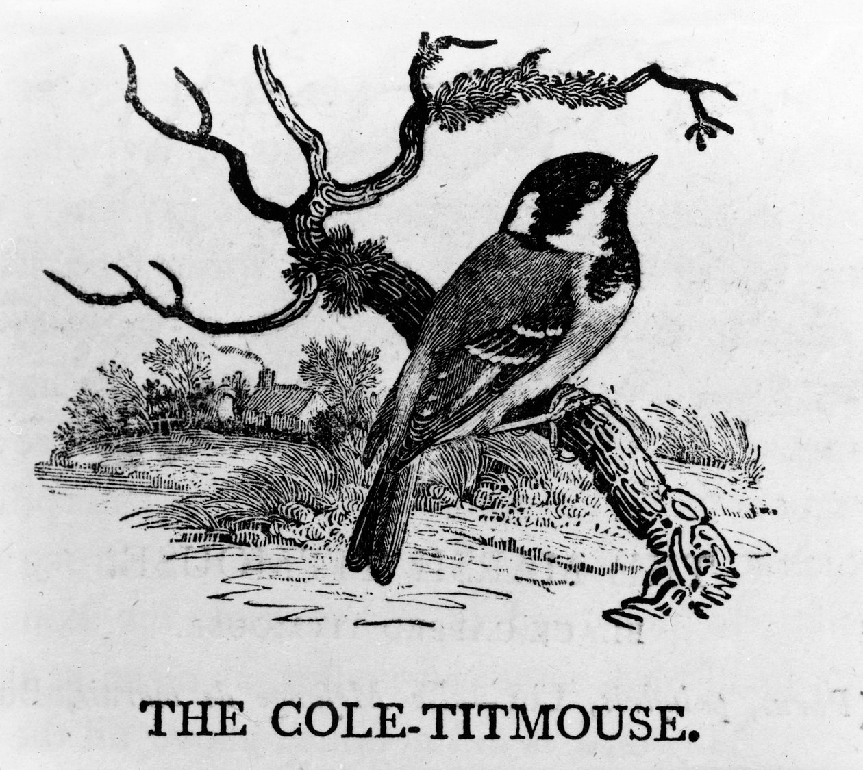 Die Kohlmeise, Illustration aus 