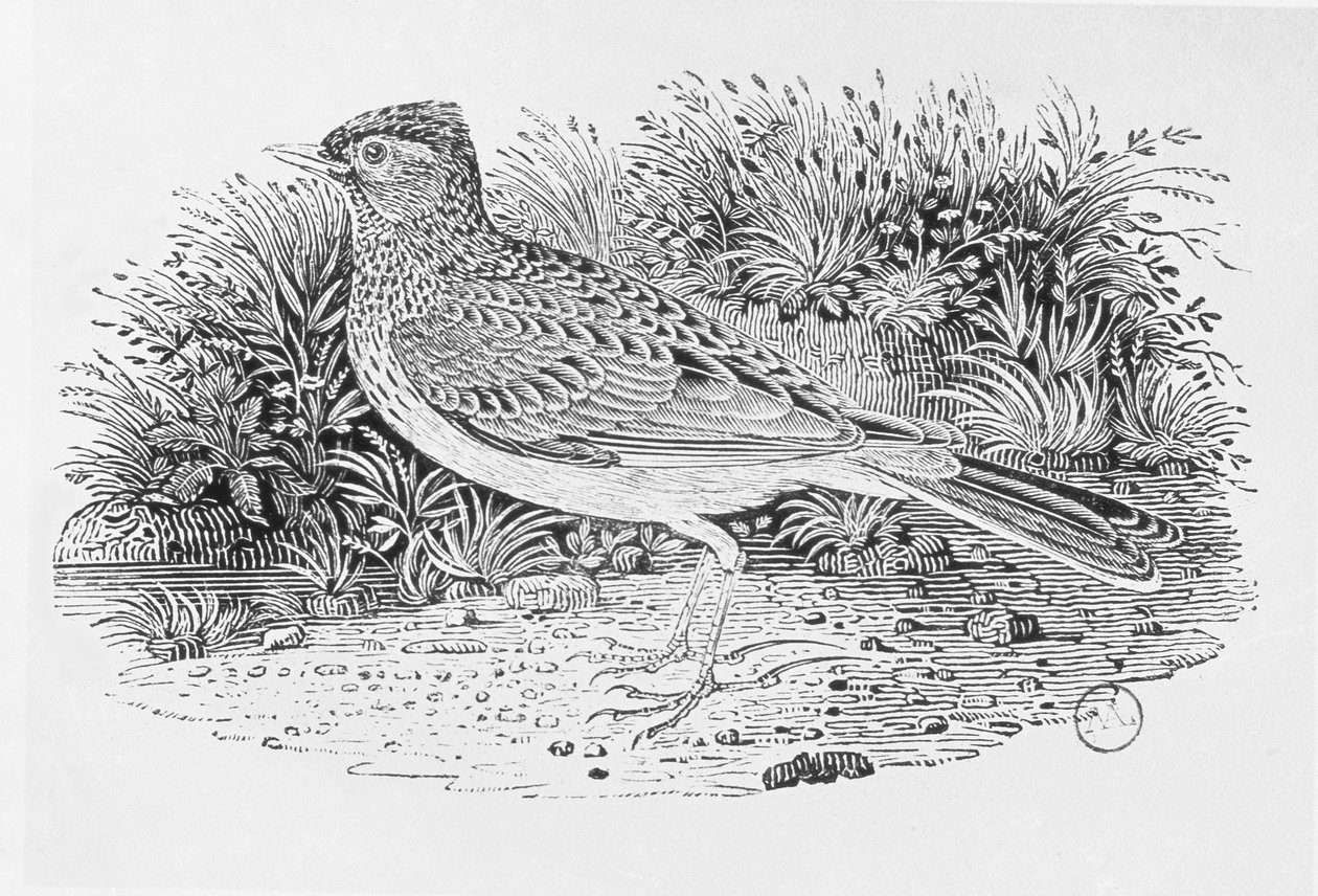 Die Feldlerche (Alauda arvensis) aus der 
