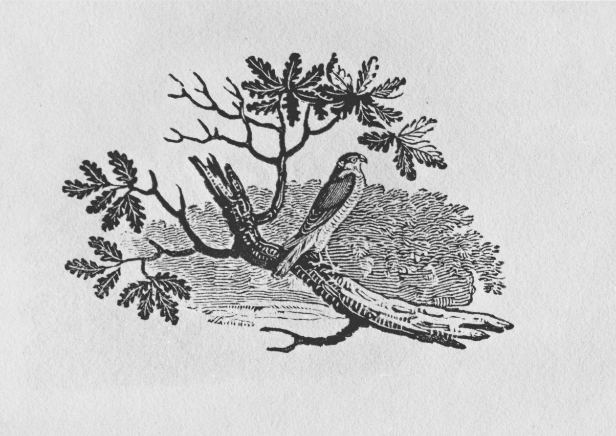 Der Sperber (Accipiter nisus) aus der 