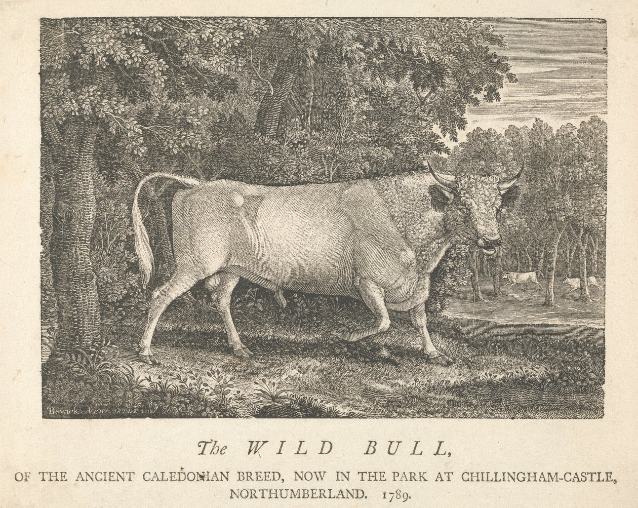 Der wilde Stier der alten kaledonischen Rasse, jetzt im Park von Chillingham-Castle, Northumberland von Thomas Bewick