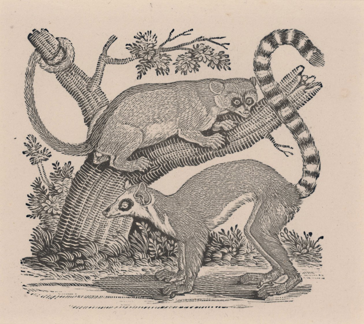 Zwei Lemuren, aus "Allgemeine Geschichte der Vierfüßer" von Thomas Bewick