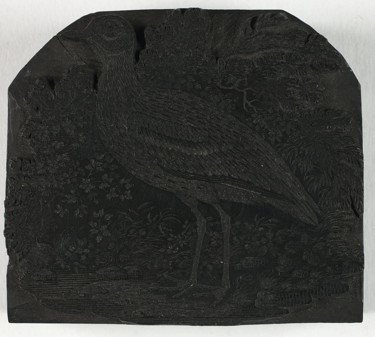 Holzschnitt für Der große Regenpfeifer, aus Eine Geschichte der britischen Vögel von Thomas Bewick