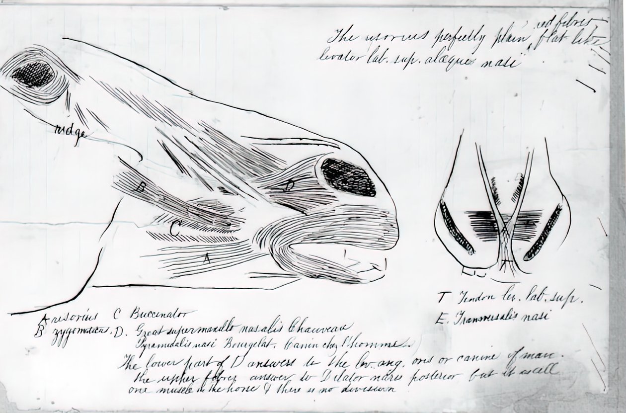 Unbetitelte anatomische Studie des Pferdekopfes, 1878 von Thomas Eakins