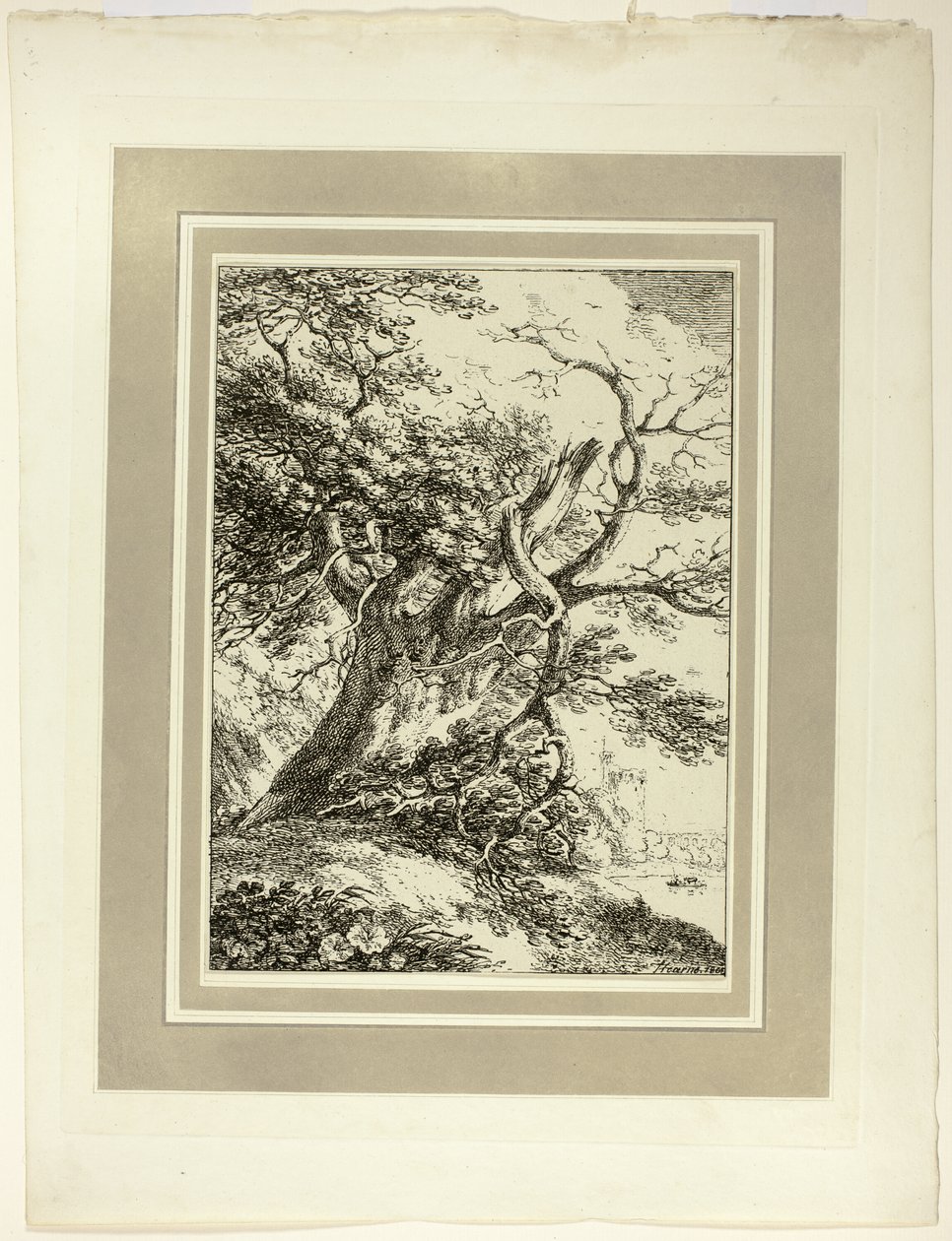 Alter Baum, aus der ersten Ausgabe von Specimens of Polyautography von Thomas Hearne