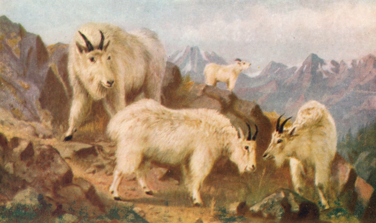 Bergziegen beim Fressen von Thomas Mower Martin