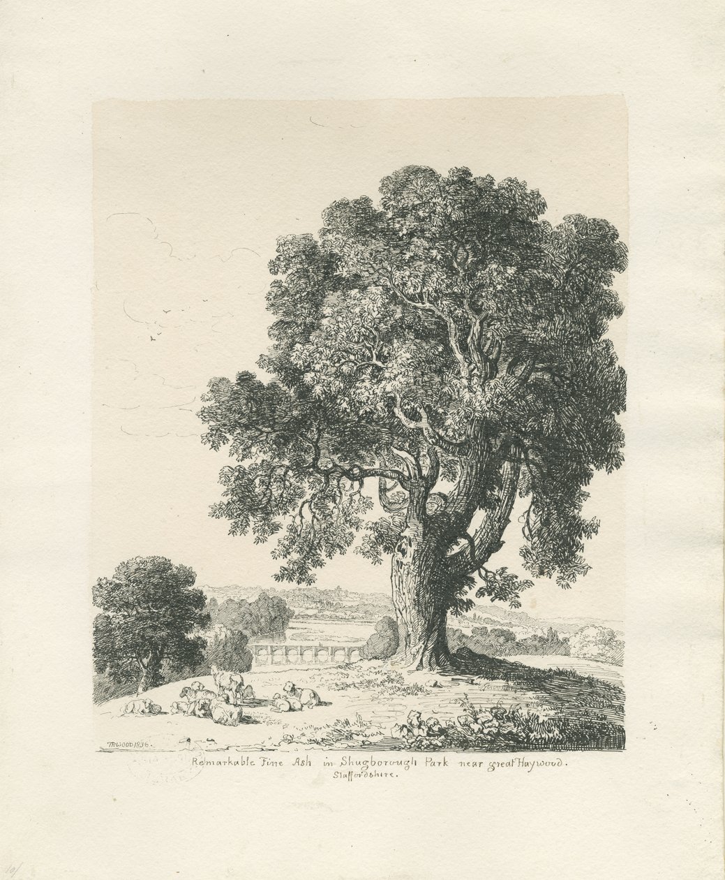 Shugborough Park - Esche: Feder- und Tintenzeichnung von Thomas Peploe Wood