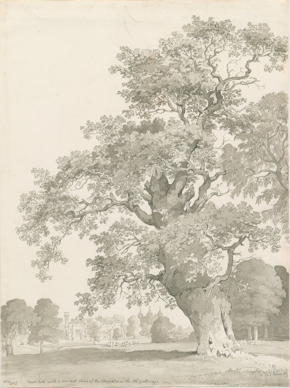 Tixall - Eiche von Thomas Peploe Wood