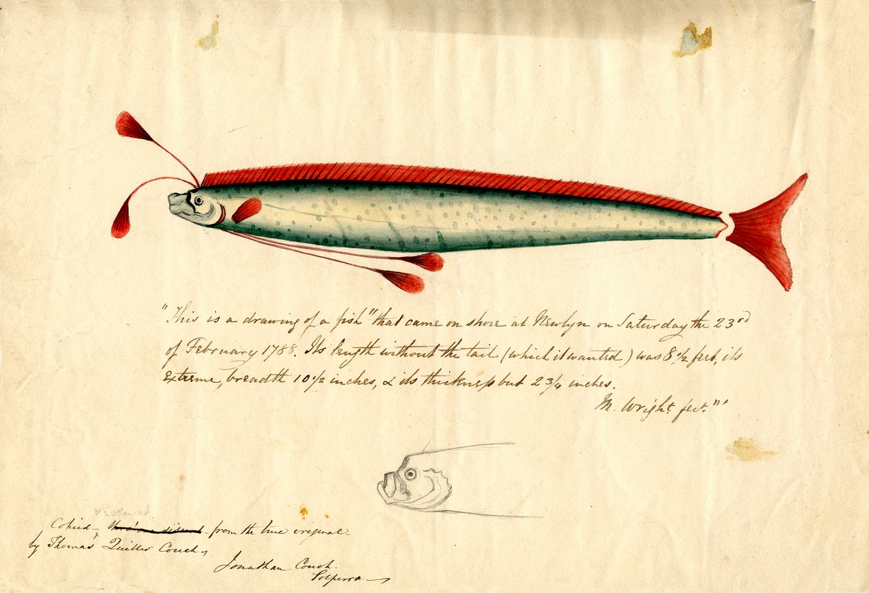 Aquarellzeichnung des Newlyn-Riemenfisches (Regalecus glesne), ca. 1849 von Thomas Quiller Couch