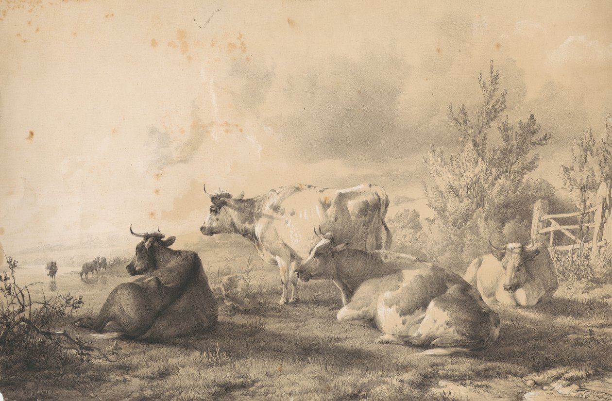 An einem Zaun liegende Rinder von Thomas Sidney Cooper