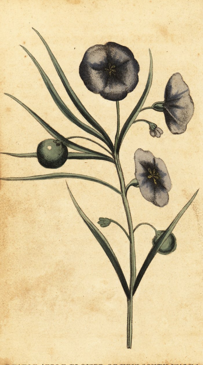 Kartoffelapfelblüte von New South Wales, Australien, 1800 (Gravur) von Thomas Watling
