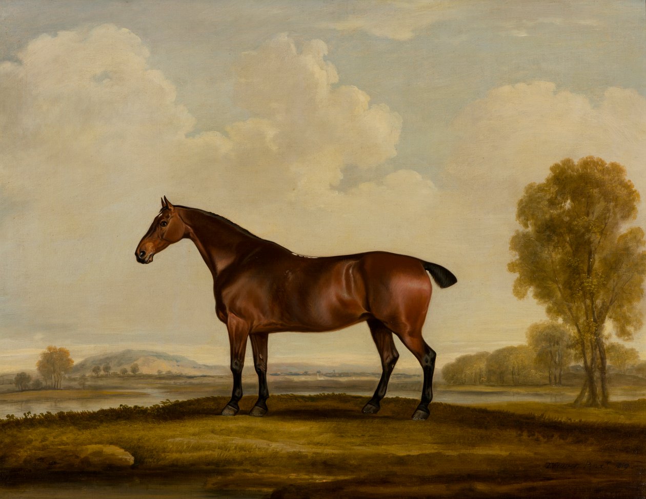 Georgiana: ein Pferd von Thomas Weaver