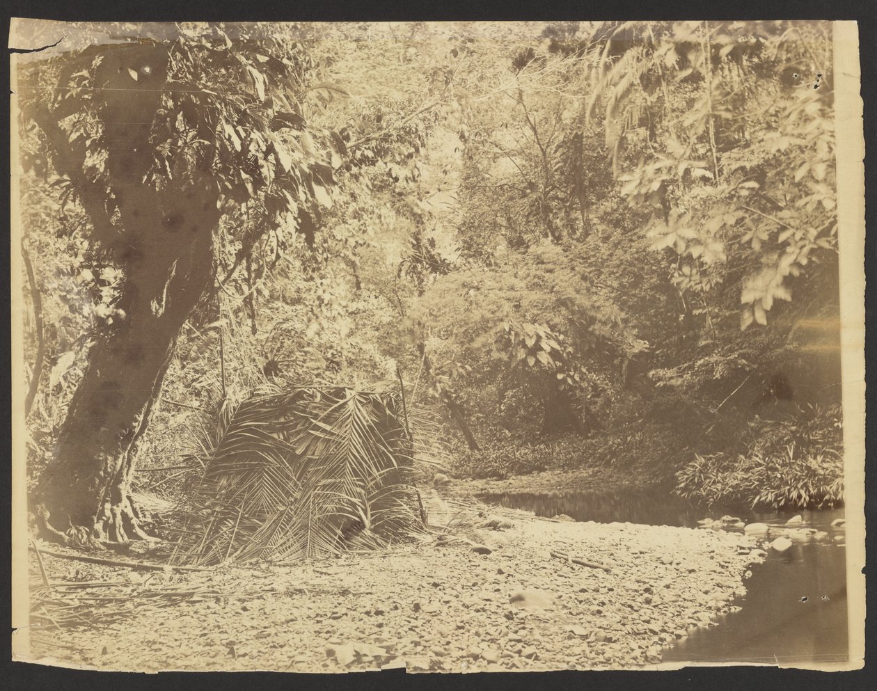 Dschungelszene: Ansicht einer Hütte aus Palmwedeln, Isthmus von Darién (Panama) von Timothy H. O
