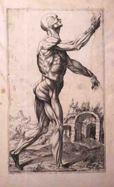 Anatomische Studie, von Domenico Maria Bonavera von Titian (c.1488 1576) (after)