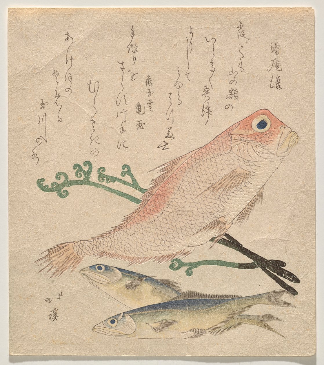 Rote Meerbrasse (shiro-amadai) und zwei kleine Forellen (ai) von Totoya Hokkei