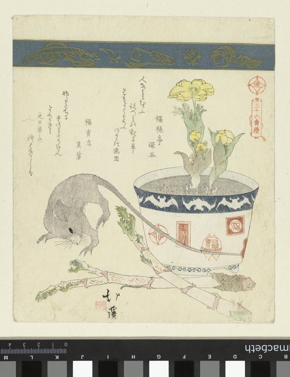 Ratte und Schale mit Adonis von Totoya Hokkei