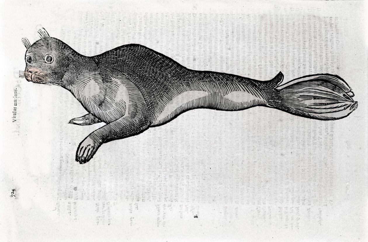 Darstellung einer Robbe. Platte illustriert aus einem Manuskript der Naturgeschichte von Ulisse Aldrovandi (1522-1605), Ulisse Aldrovandi Fonds, Universitätsbibliothek Bologna, ed. 1603. von Ulisse Aldrovandi
