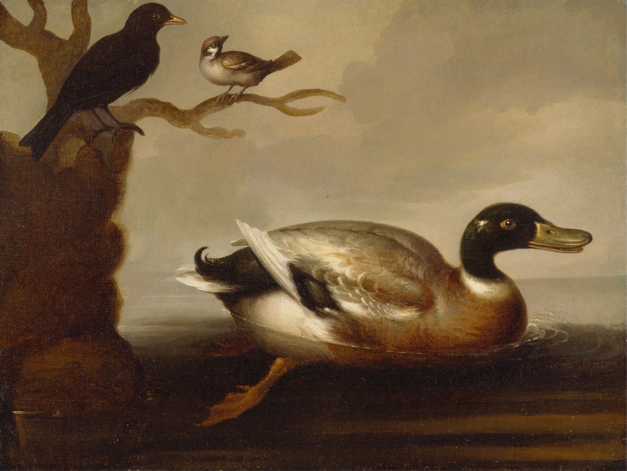 Stockente und andere Vögel von Unbekannt Unbekannt