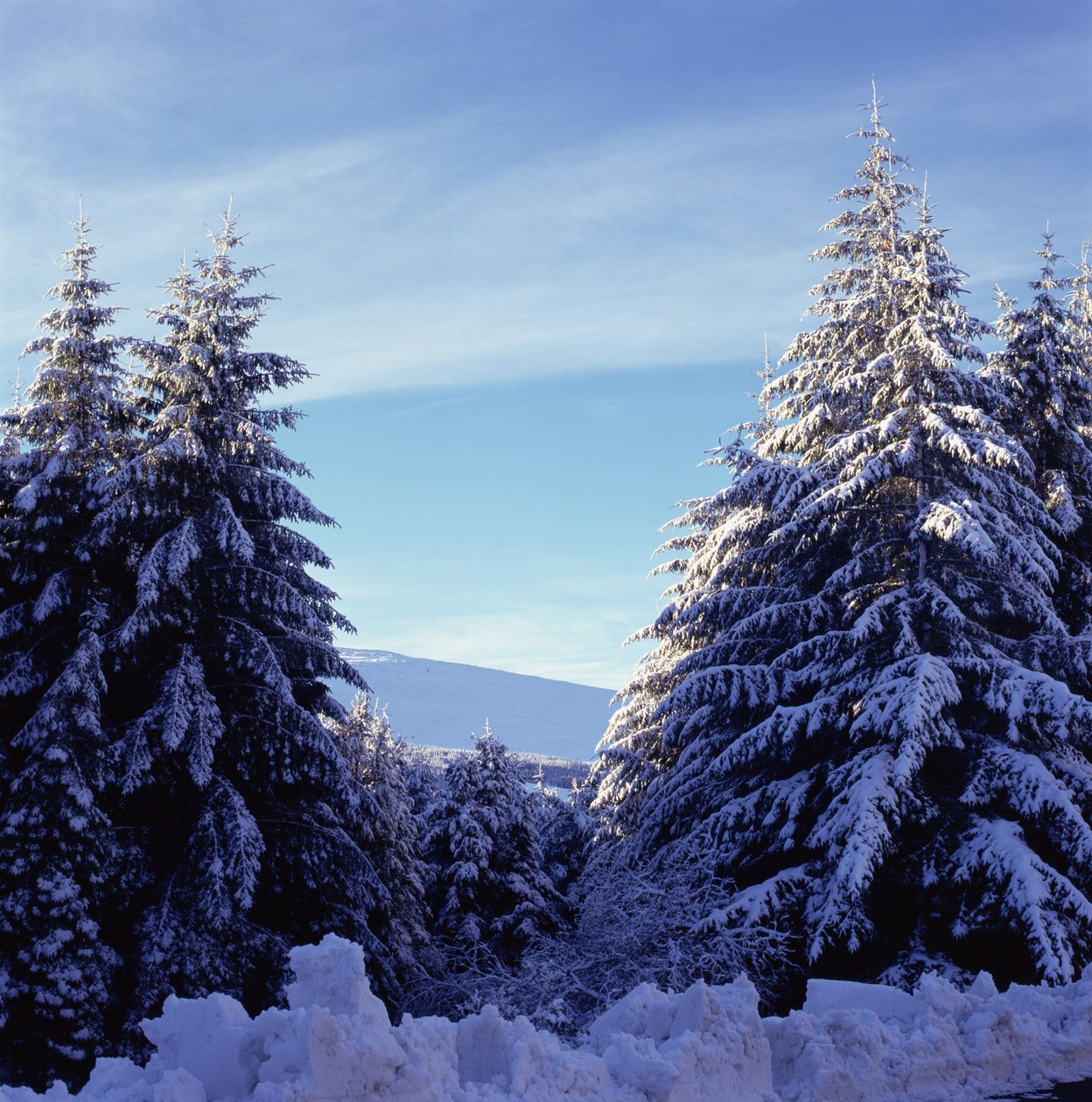 Schneebedeckte Tannen auf den Wicklow Mountains von Unbekannt Unbekannt