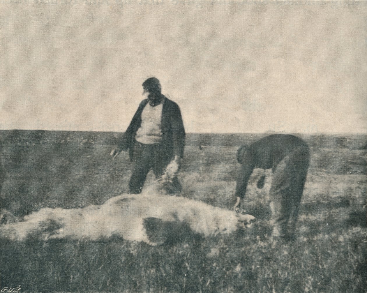 Ein toter Bär auf der Rentierinsel, 21. August 1893, 1893-1897 von Unbekannt