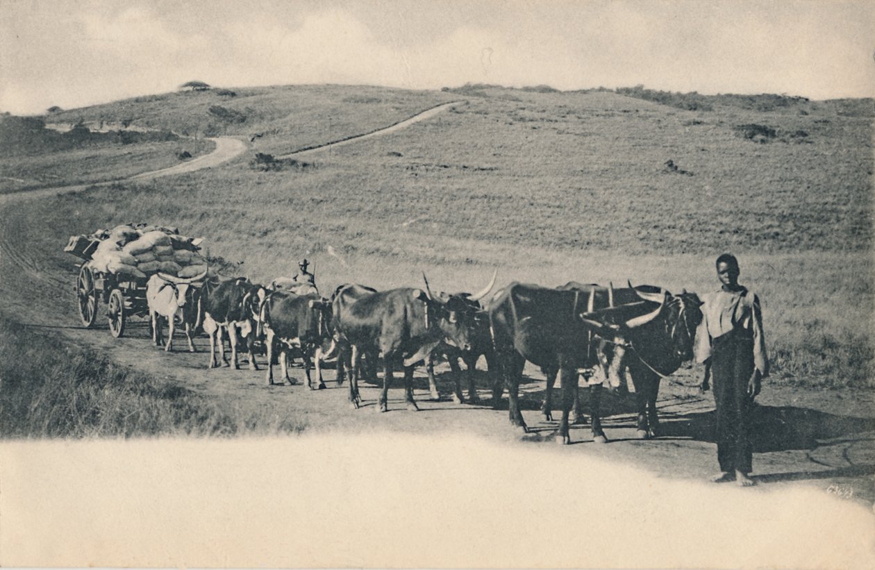 Ein typischer Ochsenwagen - Südafrika, frühes 20. Jahrhundert von Unbekannt