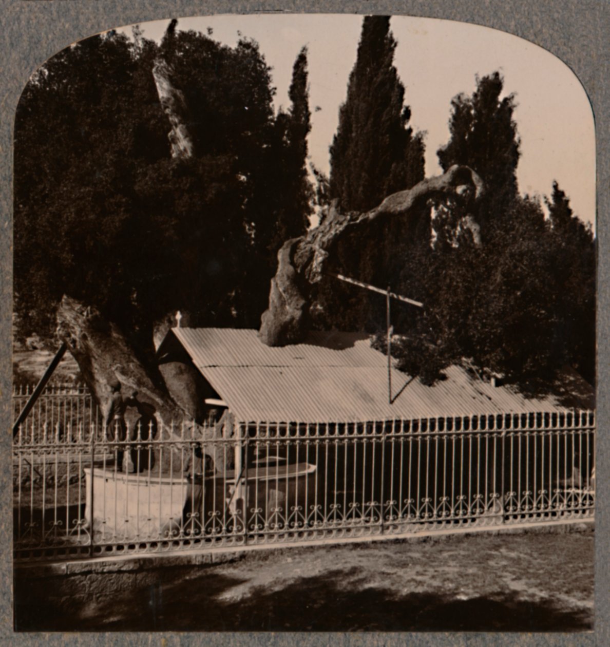 Abrahams Eiche bei Hebron, um 1900 von Unbekannt