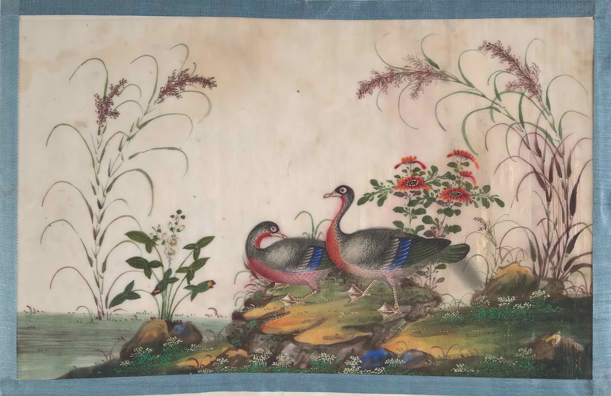 Album mit zwölf Vogelgemälden, 19. Jahrhundert von Unbekannt