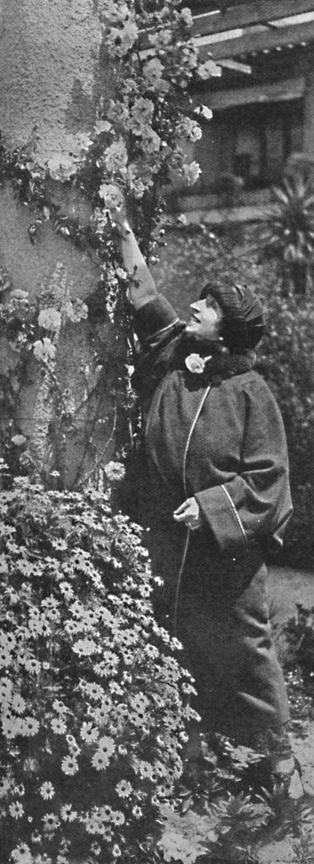 Amelita Galli-Curci - Die große Diva sammelt Rosen, ihre Lieblingsblumen, um 1925 von Unbekannt