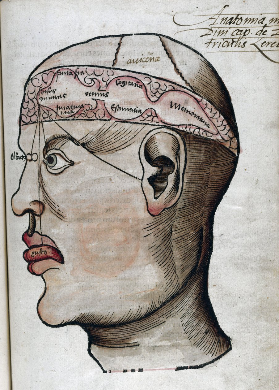 Anatomie 16. Jahrhundert: Schnitt durch das Gehirn zur Untersuchung der Lokalisation verschiedener Gehirnfunktionen und der damit verbundenen Organe des Kopfes von Unbekannt