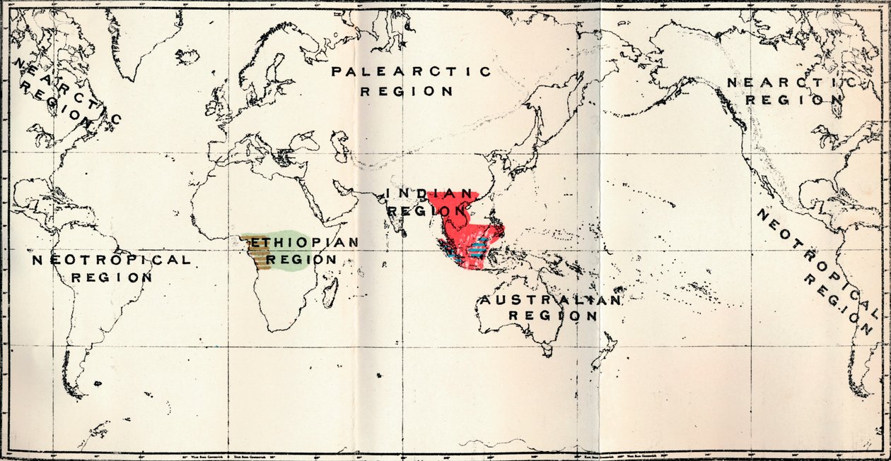 Anthropoidea - Hylobates Rot, Simia Blau, Gorilla Braun, Anthropopithecus Grün, 1897 von Unbekannt