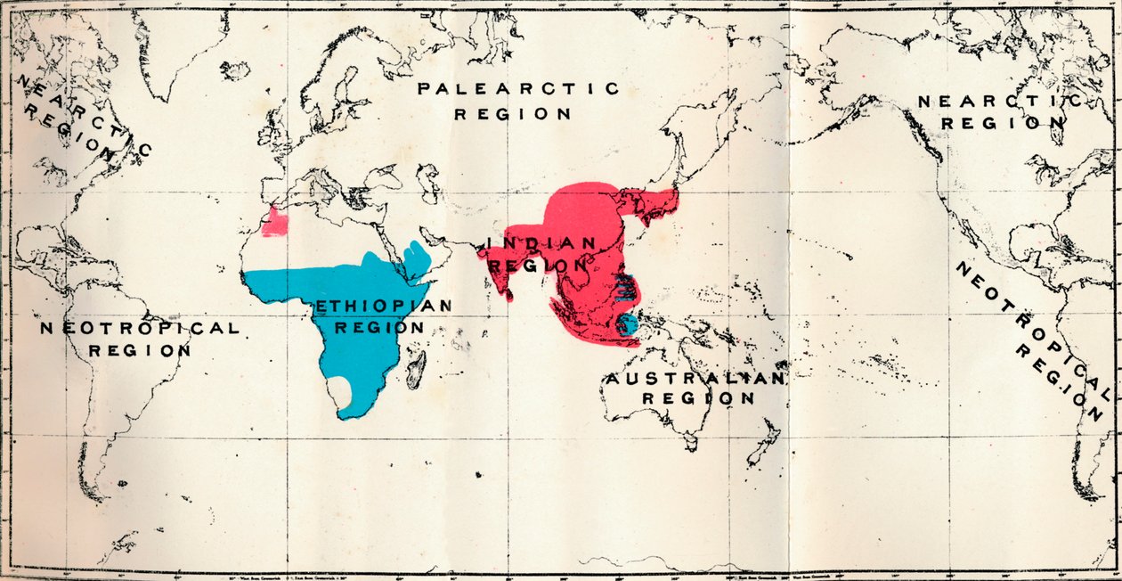 Anthropoidea - VI. Kartierung der Verbreitung verschiedener Arten Blau und Macacus Rot, 1897 von Unbekannt