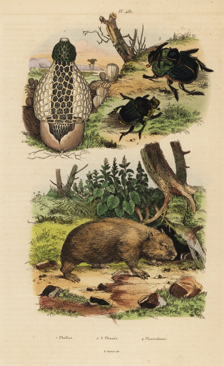 Bambuspilz, Skarabäus-Dungkäfer und Gemeiner Wombat von Unbekannt