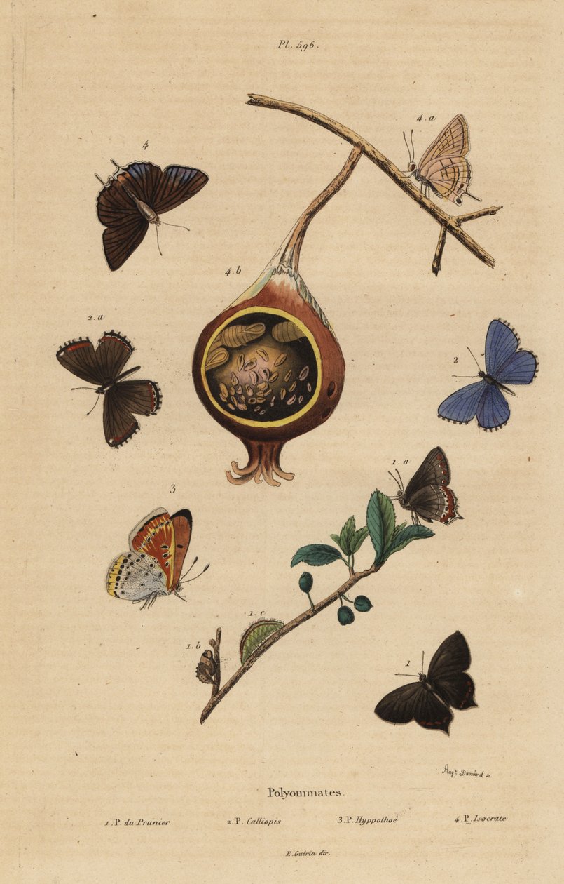 Schwarzer Zipfelfalter, Satyrium pruni, Gemeiner Bläuling, Polyommatus icarus, Violettkupfer, Lycaena hippothoe, und Gemeiner Guavenbläuling, Virachola isocrates von Unbekannt