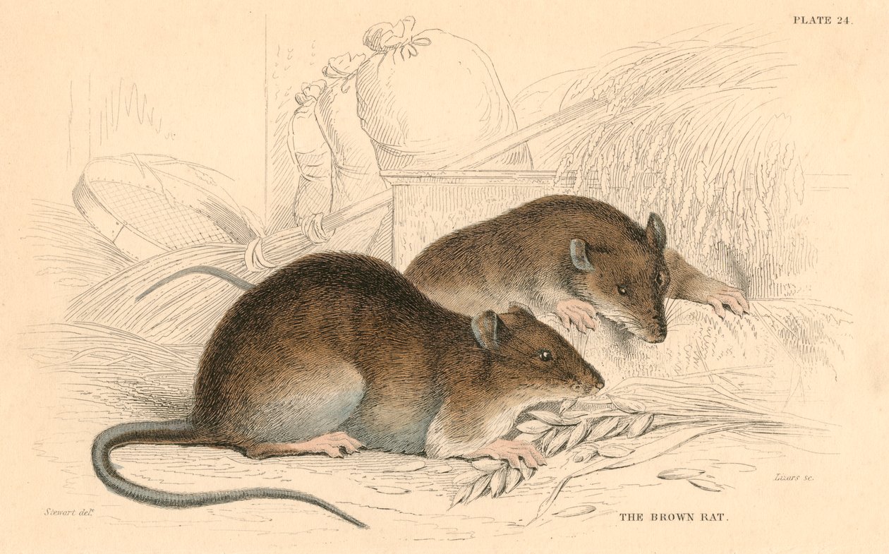 Braune Ratte Rattus rattus, 1828 von Unbekannt