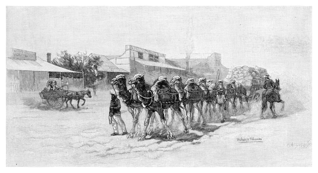 Kamelteam, Wilcannia, New South Wales, Australien, 1886 von Unbekannt