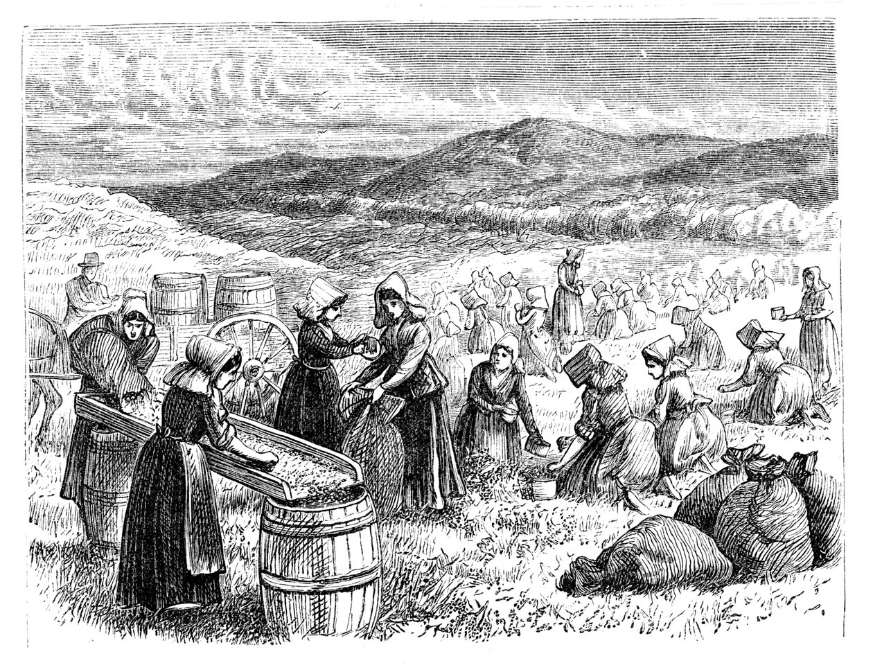 Frauen auf Cape Cod pflücken und sortieren Cranberries, 1875 von Unbekannt