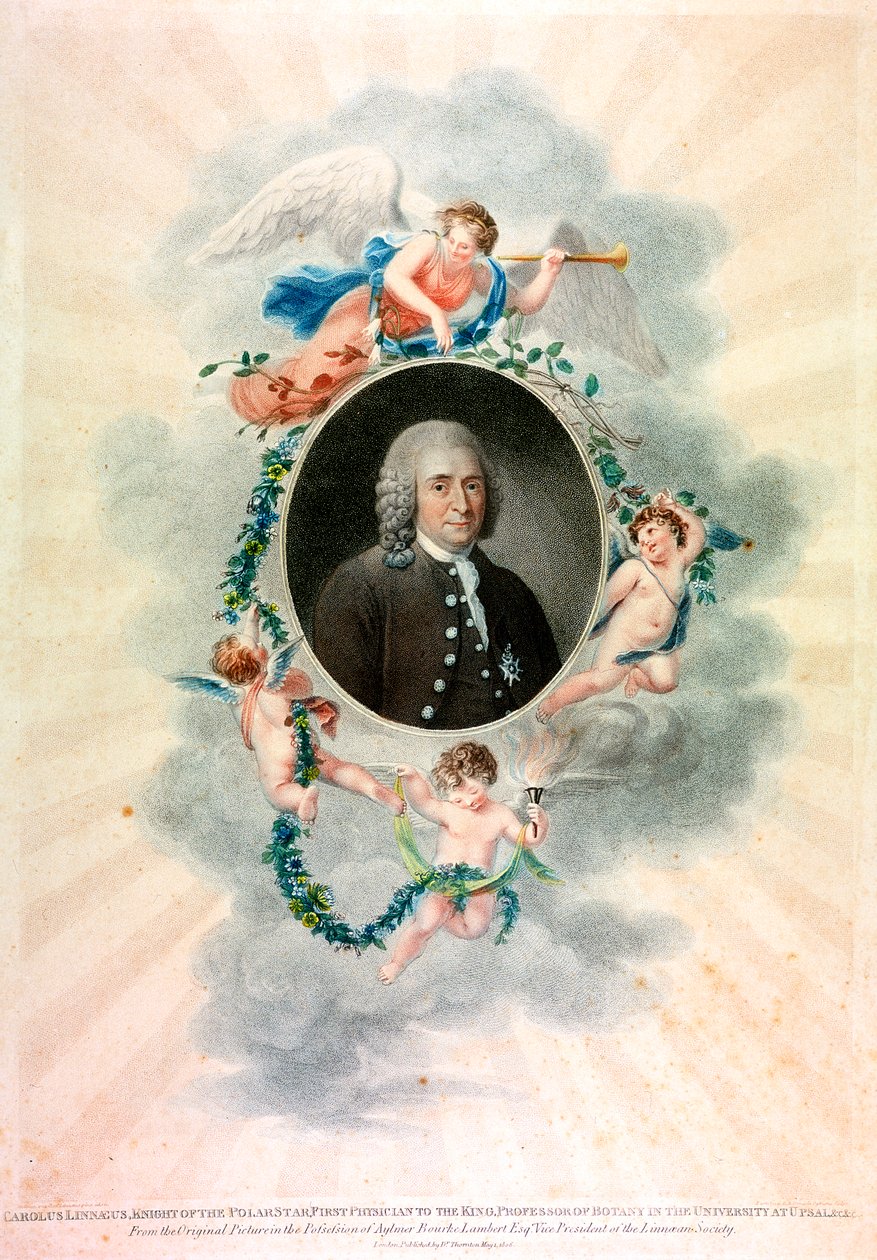 Carl von Linné, schwedischer Naturforscher und Arzt, 1807 von Unbekannt
